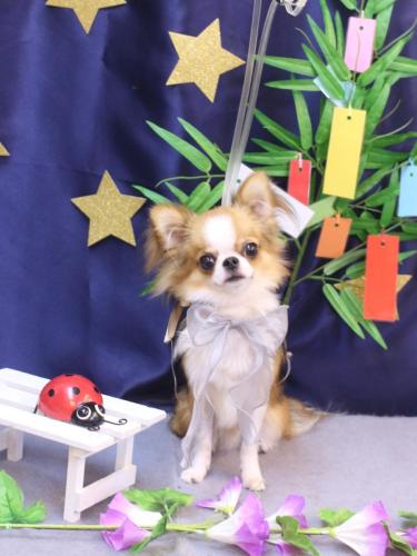 20230729プリューくん